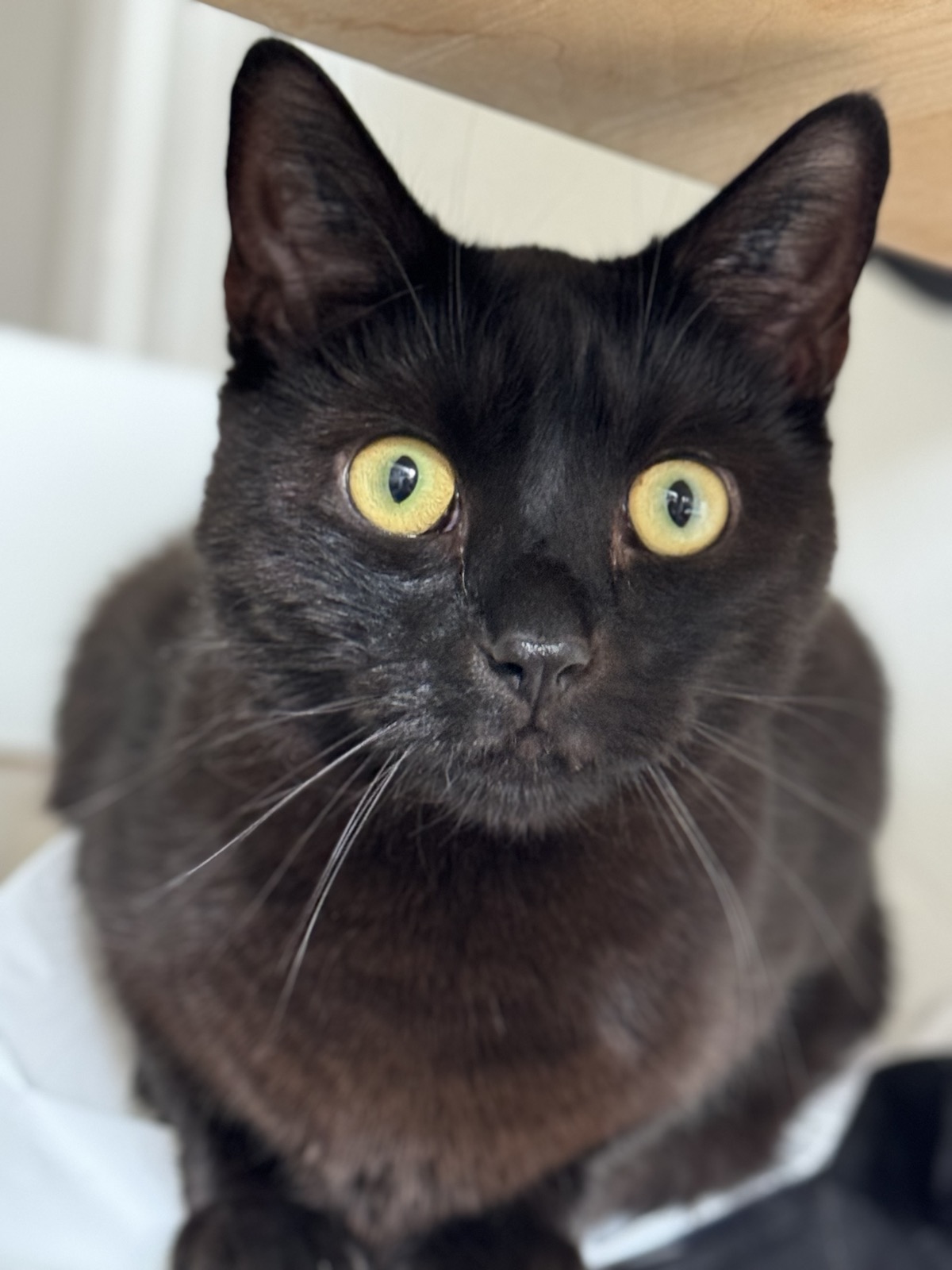 Pepsi, a black cat with large yellow eyes.